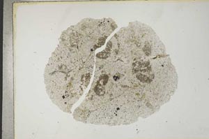 Plane Polarized, S16971