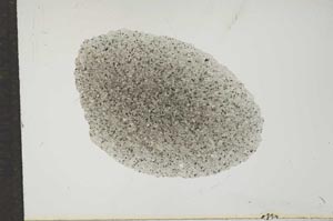Plane Polarized, S16972