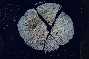 Cross Polarized, S16974