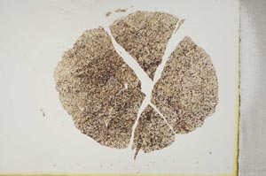 Plane Polarized, S16974