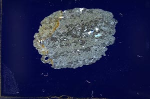 Cross Polarized, S16975