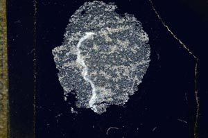 Cross Polarized, S16992