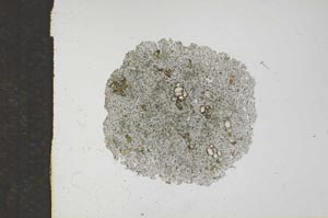 Plane Polarized, S16993