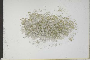 Plane Polarized, S17024