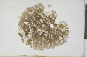 Plane Polarized, S17035