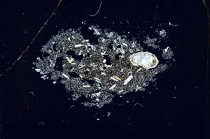 Cross Polarized, S17036