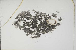 Plane Polarized, S17036