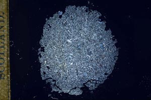 Cross Polarized, S17040