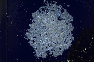 Cross Polarized, S17043