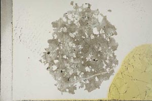 Plane Polarized, S17043