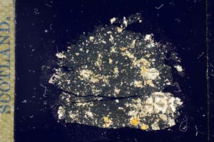 Cross Polarized, S17047