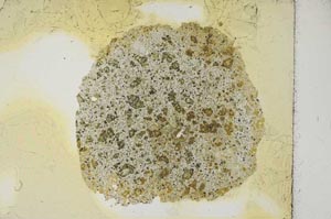 Plane Polarized, S17048