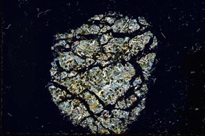 Cross Polarized, S17050