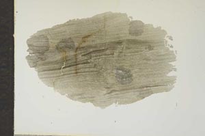 Plane Polarized, S17084