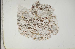 Plane Polarized, S17092