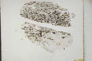 Plane Polarized, S17093