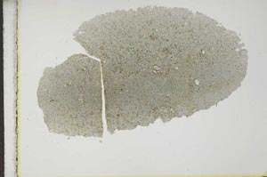 Plane Polarized, S17115