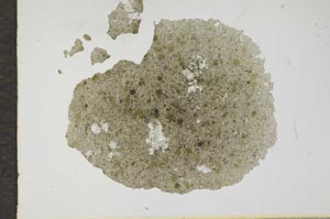 Plane Polarized, S17132