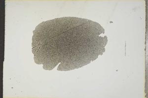 Plane Polarized, S17138