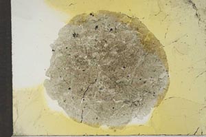 Plane Polarized, S17144