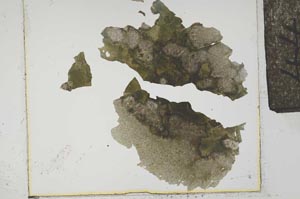 Plane Polarized, S17157