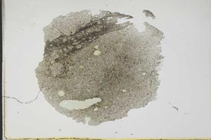 Plane Polarized, S17167