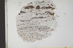 Plane Polarized, S17180