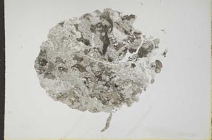 Plane Polarized, S17187