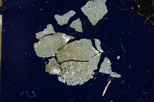 Cross Polarized, S17189