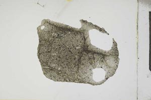 Plane Polarized, S17202
