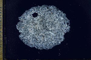 Cross Polarized, S17222