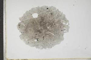 Plane Polarized, S17222