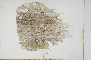 Plane Polarized, S17223