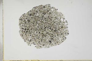 Plane Polarized, S17227