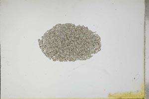 Plane Polarized, S17228