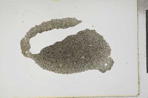 Plane Polarized, S17230