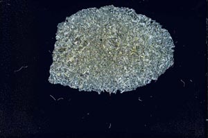 Cross Polarized, S17235