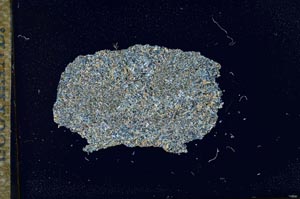 Cross Polarized, S17237