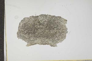 Plane Polarized, S17237