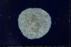 Cross Polarized, S17240