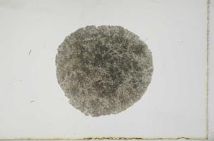 Plane Polarized, S17240