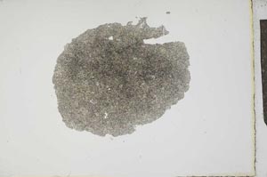 Plane Polarized, S17248
