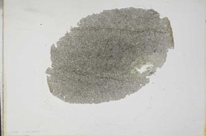 Plane Polarized, S17249