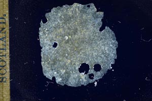 Cross Polarized, S17259