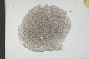 Plane Polarized, S17264