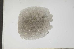 Plane Polarized, S17271