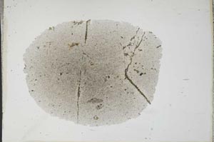 Plane Polarized, S17272