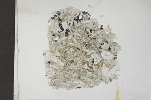 Plane Polarized, S17283