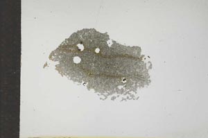 Plane Polarized, S17286