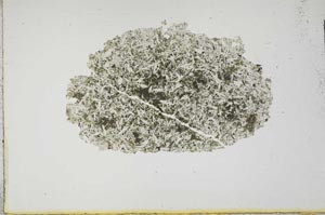 Plane Polarized, S17288